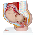 Pelvis de embarazo con feto