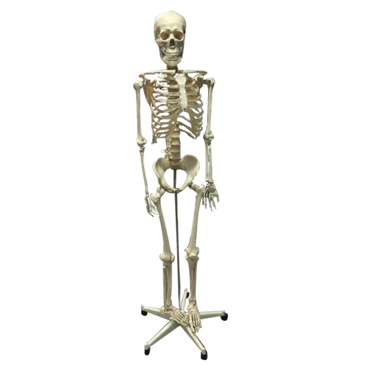 Esqueleto flexible 170 cm