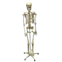 Esqueleto flexible 170 cm
