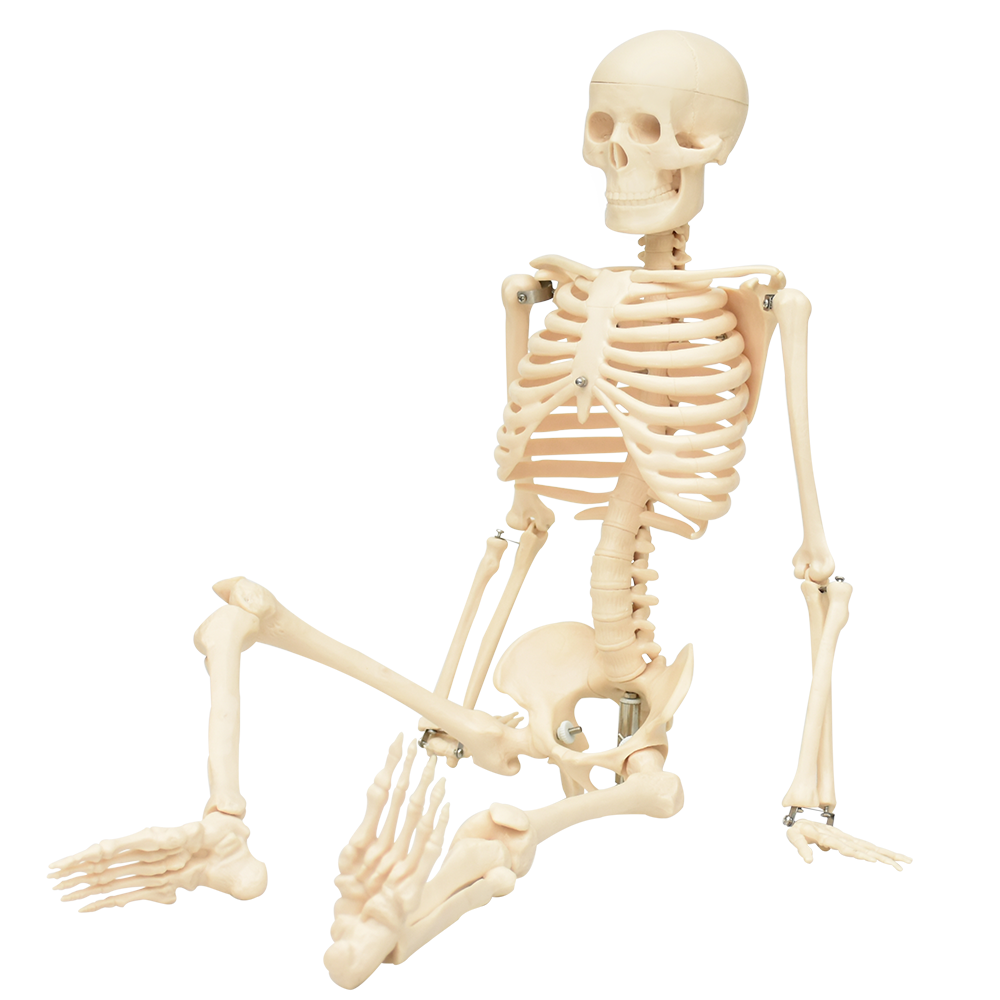 Modelo de esqueleto flexible 85cm