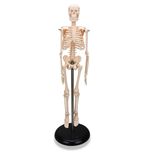 Esqueleto de 45 cm