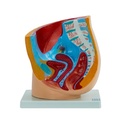 Pelvis femenina
