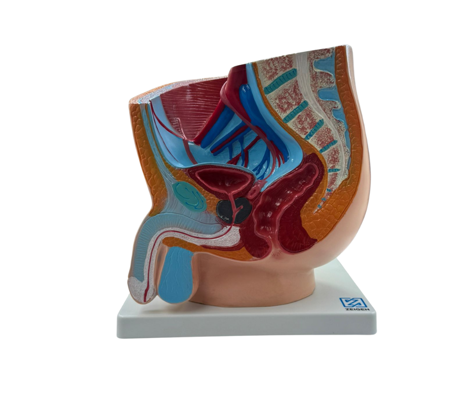Pelvis masculina
