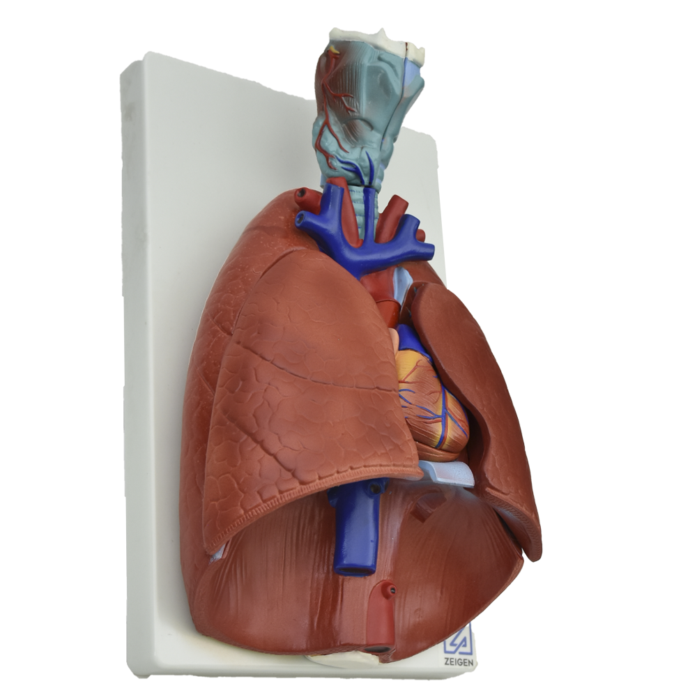 Modelo anatómico de pulmones naturales