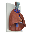 Modelo anatómico de pulmones naturales