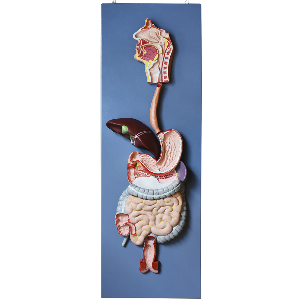 Modelo anatomico del sistema digestivo