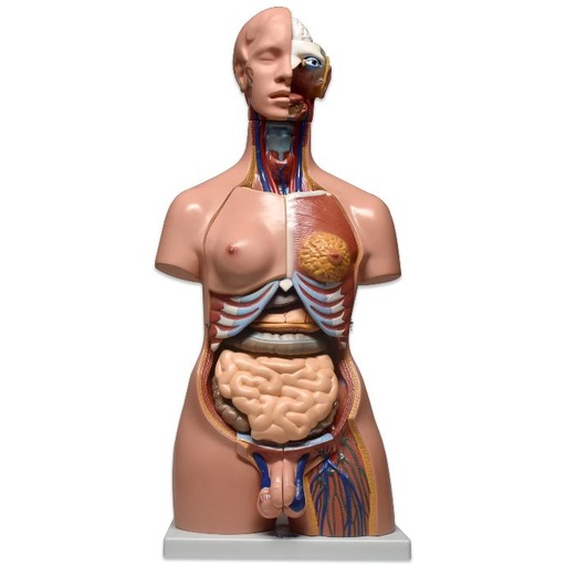 Modelo anatomico de torso bisexual