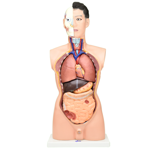 Torso masculino