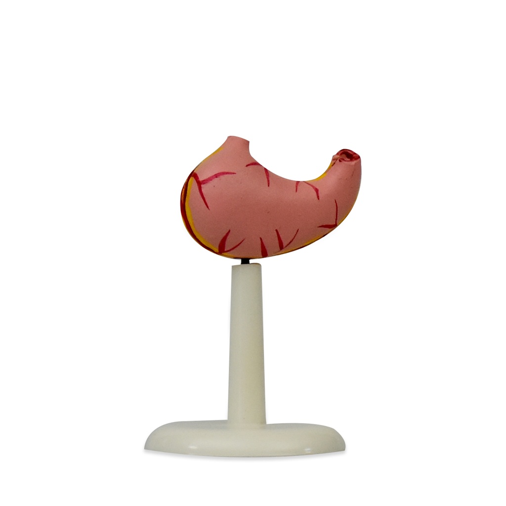 Estómago mini