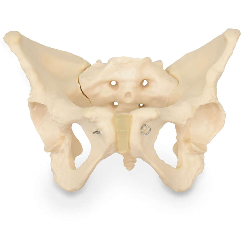 Pelvis femenina ósea