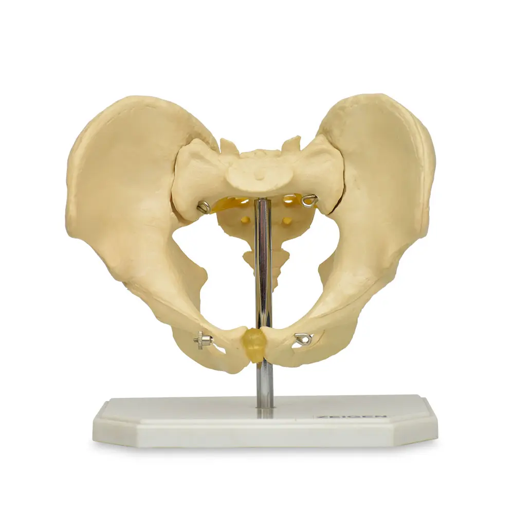 Pelvis masculina osea