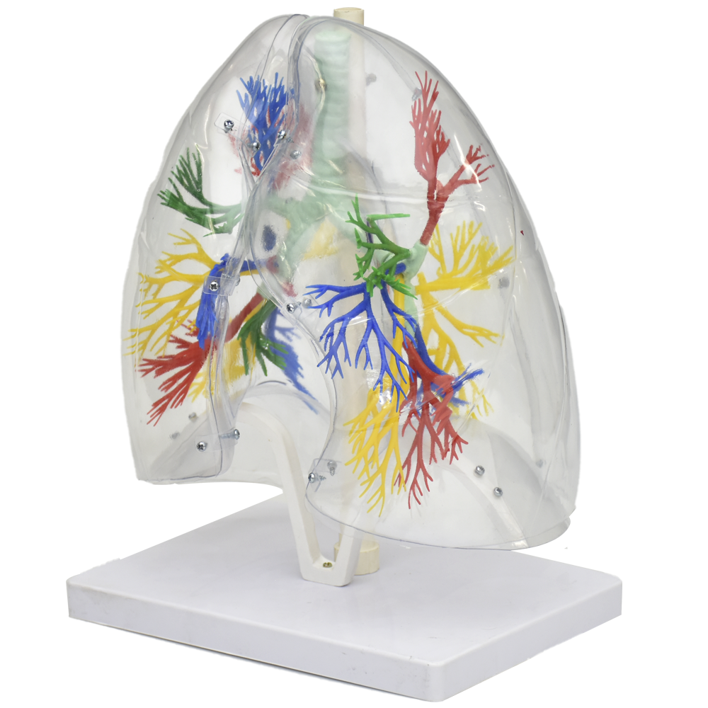 Arbol bronquial con pulmones transparentes.