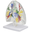Árbol bronquial con pulmones transparentes