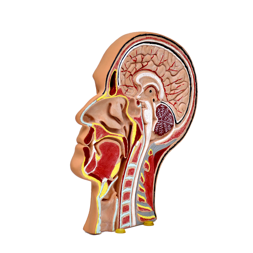 Musculatura de la cabeza seccionada