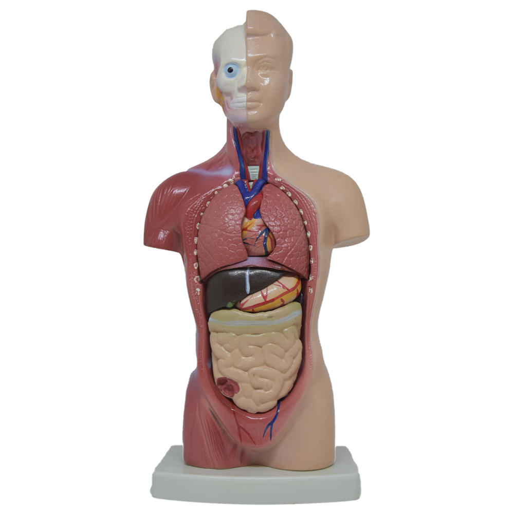 Torso masculino 28 cm