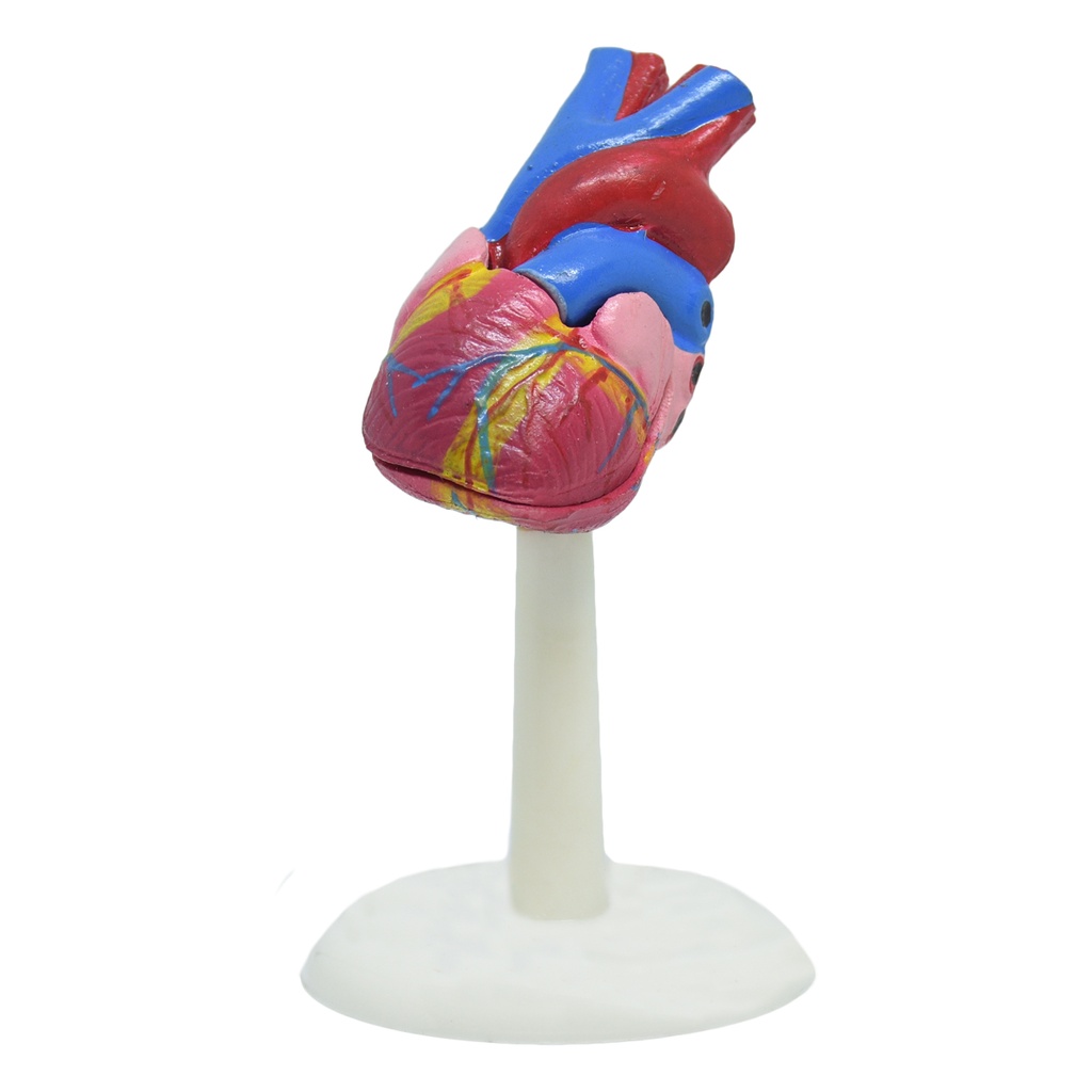 Corazón mini de adulto