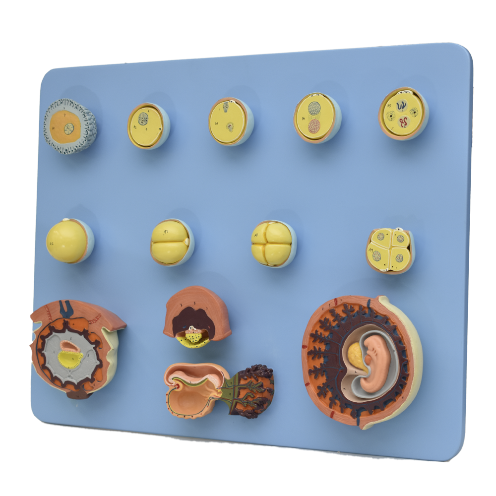 Estados de fertilización y desarrollo del embrión 4 semanas