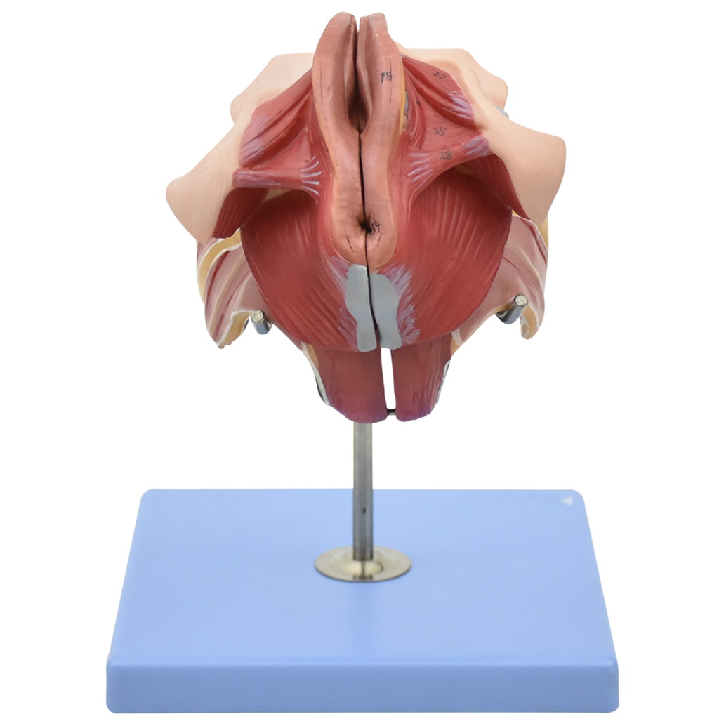 Modelo anatomico de genitales femeninos