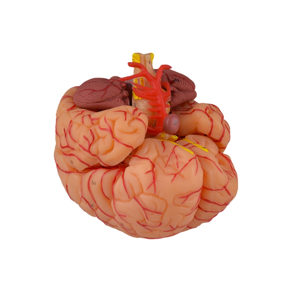 Cerebro desmontable con arterias