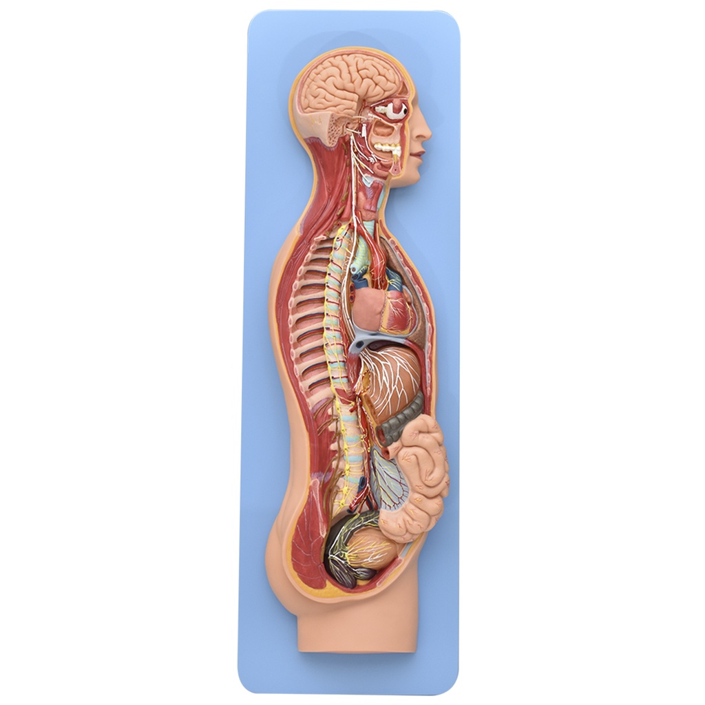 Modelo anatomico del sistema nervioso simpatico