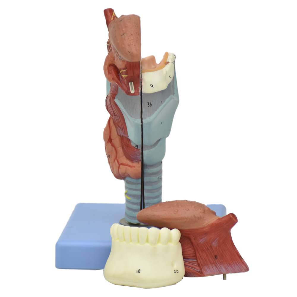 Modelo anatómico de laringe con lengua y dientes