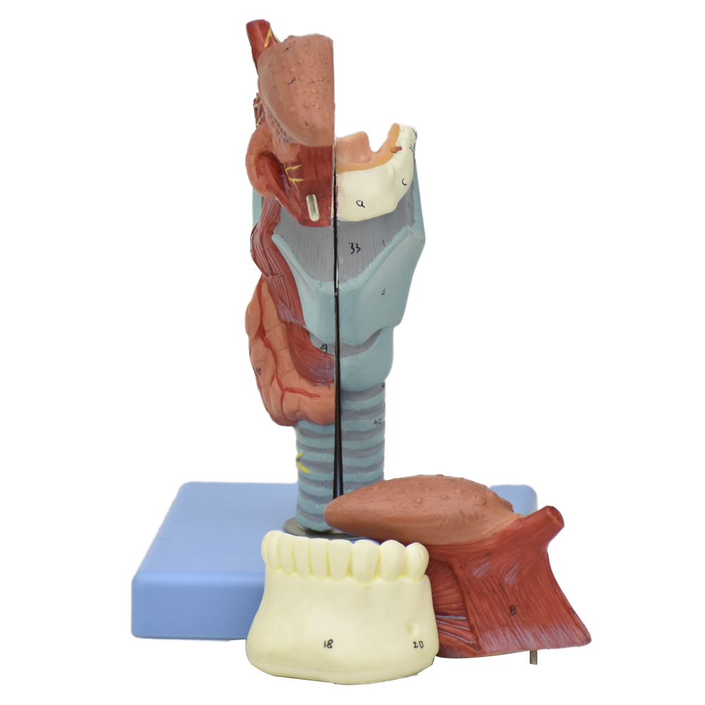 Modelo anatomico de laringe con lengua y dientes