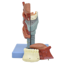 Modelo anatómico de larínge con lengua y dientes