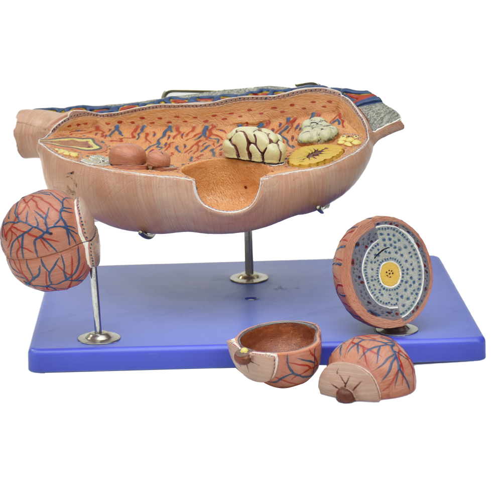 Modelo anatomico de ovario diseccionado