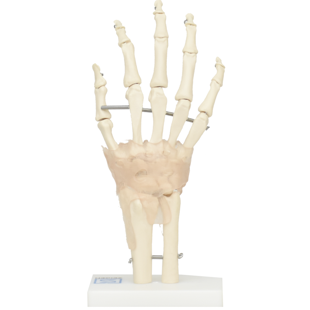 Articulacion de mano