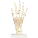 Articulación de mano