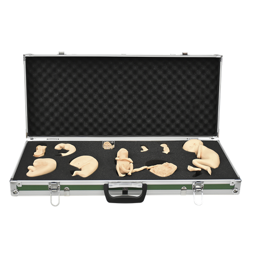 Desarrollo embrionario