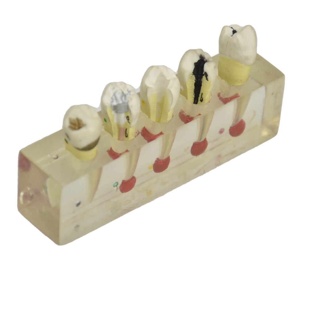 Modelo anatomico de endodoncia
