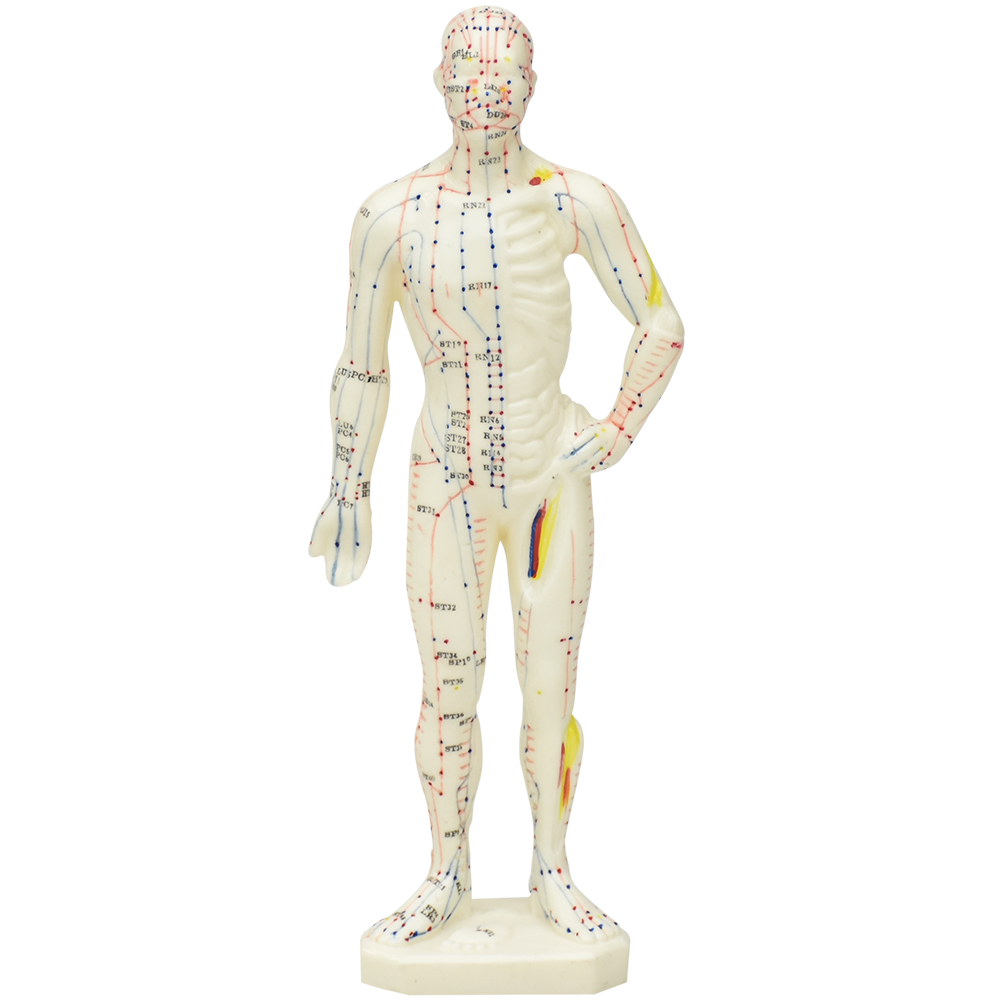 Cuerpo humano para acupuntura