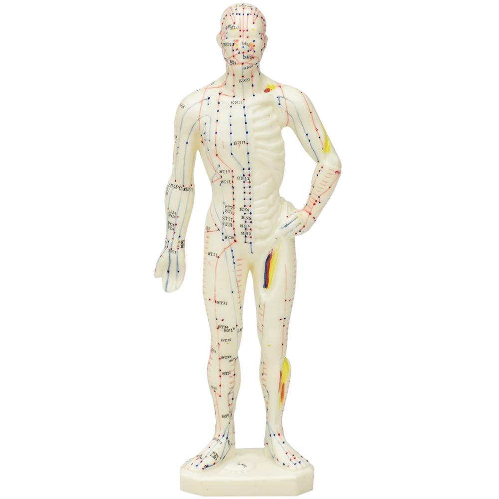 Modelo de cuerpo humano para acupuntura