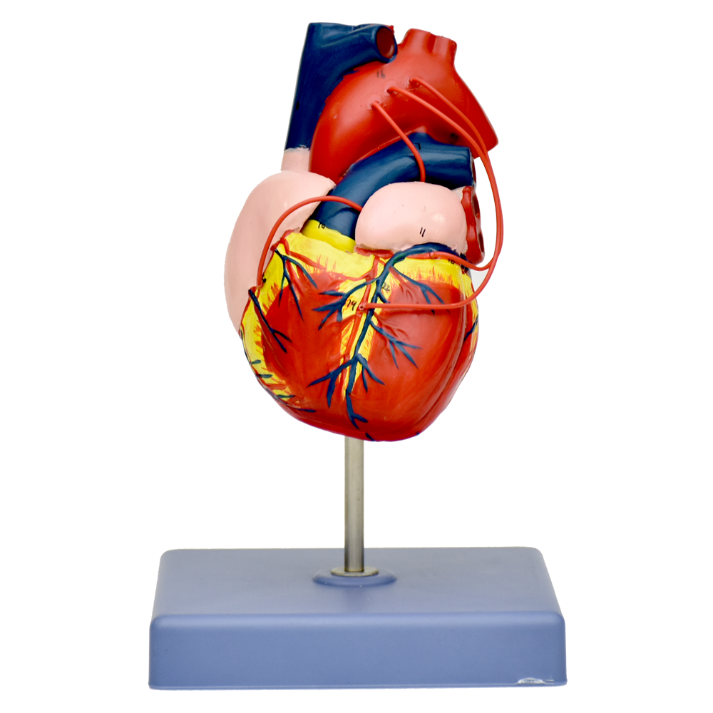 Modelo anatómico de corazón de adulto