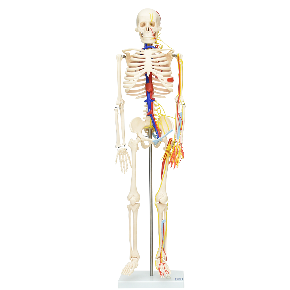 Modelo de esqueleto flexible de lujo 85cm