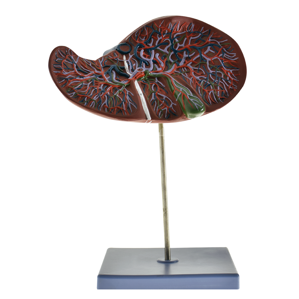 Modelo anatomico de higado con vesicula biliar