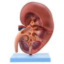 Sección de riñón con glándula suprarrenal