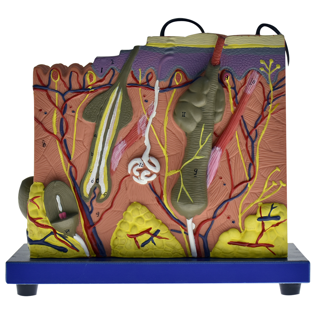 Modelo de la piel en bloque