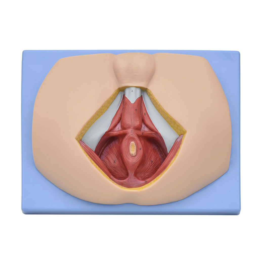 Modelo anatomico de perineo masculino