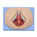 Modelo anatómico de perineo masculino
