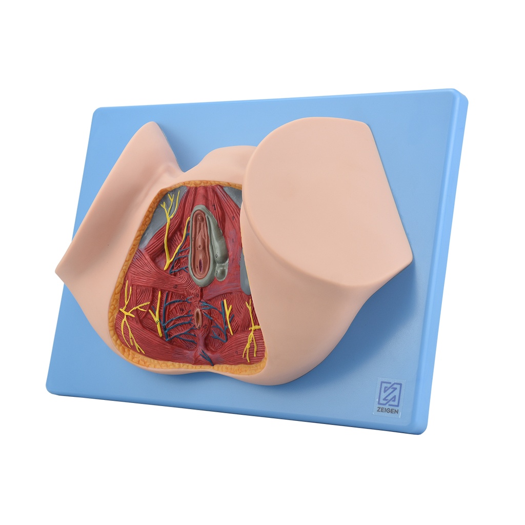 Modelo anatómico de perineo femenino