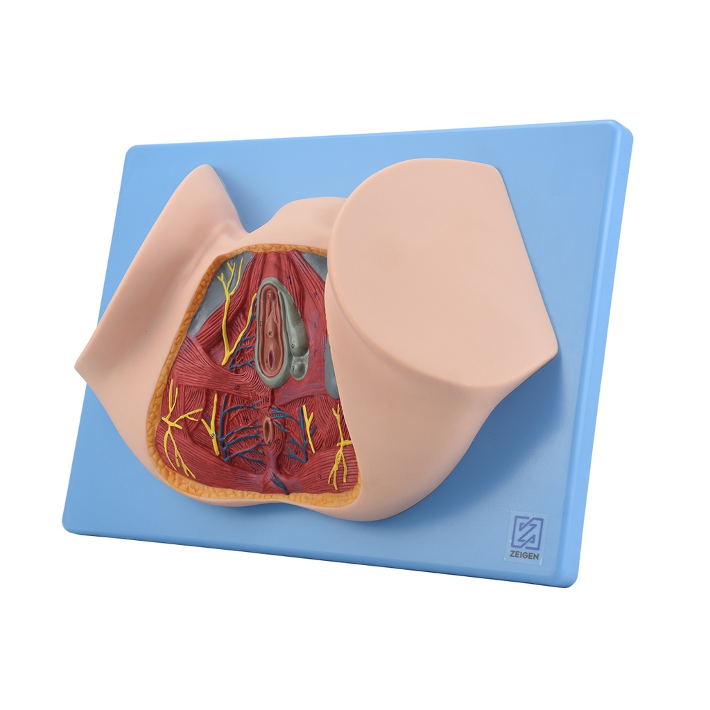 Modelo anatomico de perineo femenino