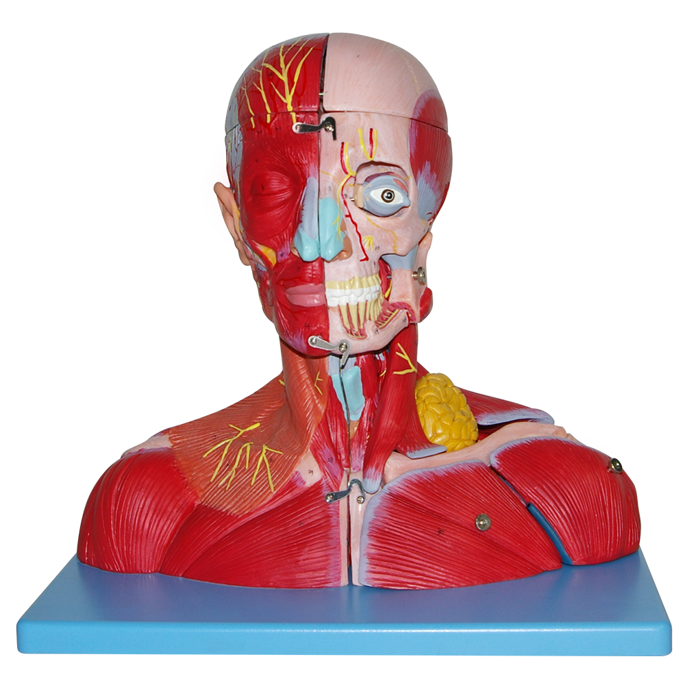 Cabeza y cuello con vasos sanguíneos, nervios y cerebro