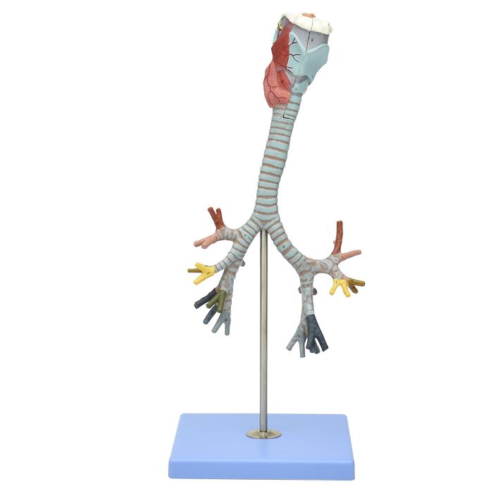 Modelo de laringe, traquea y árbol bronquial