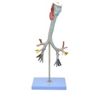 Modelo de laringe, traquea y árbol bronquial