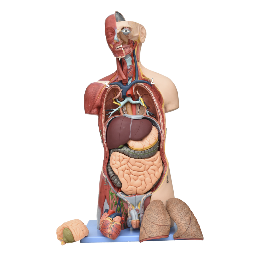 Torso con musculos bisexual