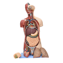 Torso con músculos bisexual