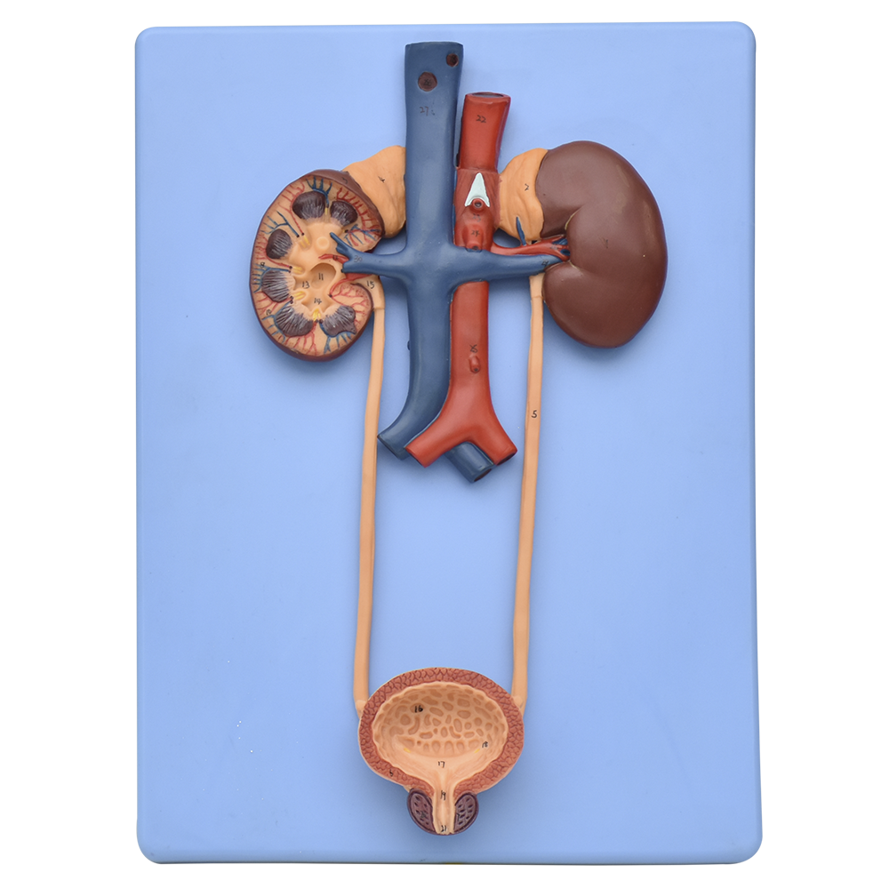 Modelo anatomico del sistema urinario