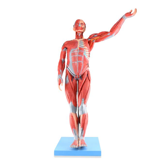 Figura masculina completa con músculos
